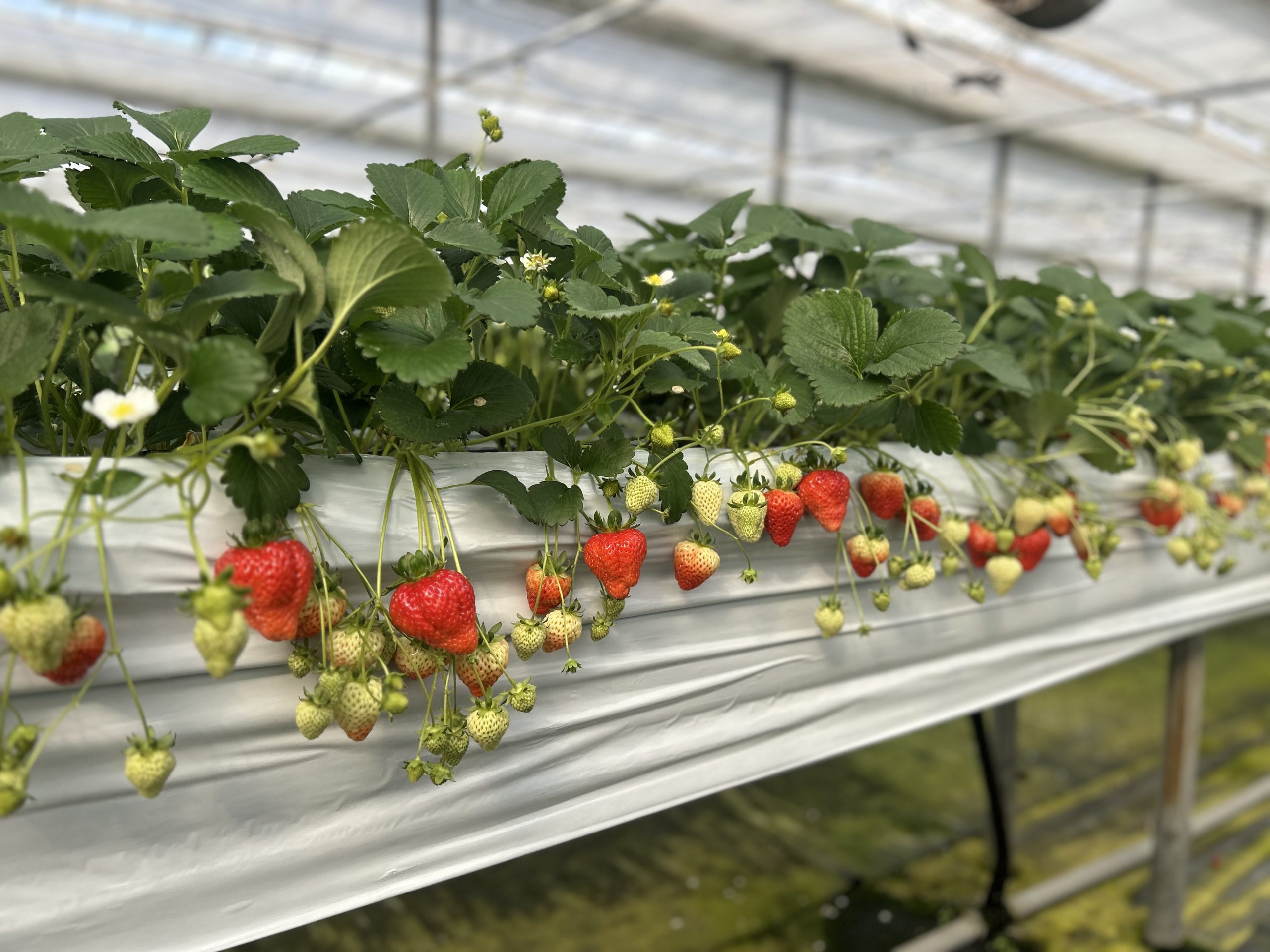 〜休み中のいちご狩り〜